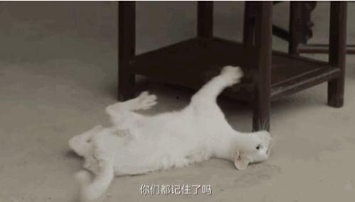 娱乐吃瓜酱虐猫博主,揭秘网络暴力背后的真相